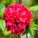 3485_10258_Rhododendron_Karmin_Duft_rododendron_2.jpg