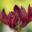 3487_10220_Rhododendron_Dolorosa_rododendron_2.jpg