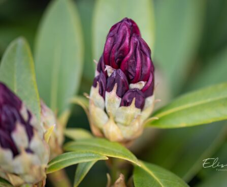 3490_10226_Rhododendron_Polarnacht_rododendron.jpg