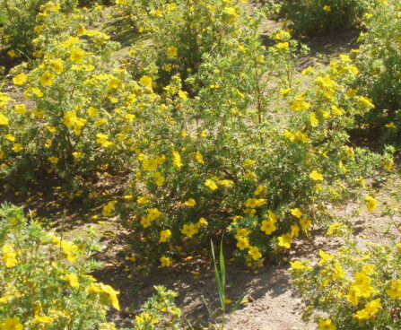88_546_Potentilla,,,.JPG