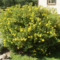 86_2882_Potentilla.JPG