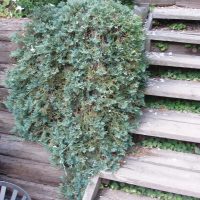 148_625_Juniperus_horiz.Wiltonii_Glauca_vist.JPG