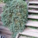 148_625_Juniperus_horiz.Wiltonii_Glauca_vist.JPG