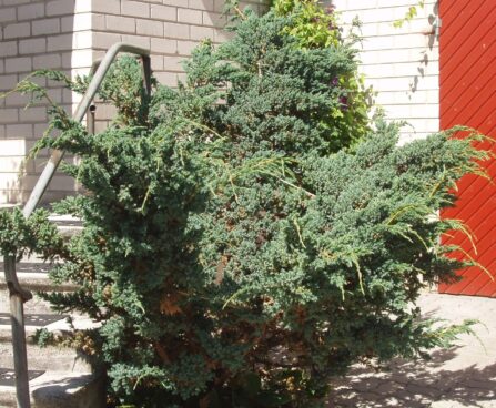 170_2868_Juniperus_squamata_Meyeri.JPG