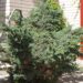 170_2868_Juniperus_squamata_Meyeri.JPG