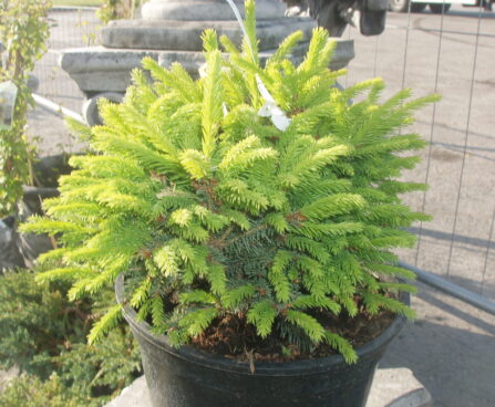 181_148_Picea_ab.Compacta.jpg