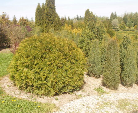 204_93_Thuja_occ.Globosa.jpg