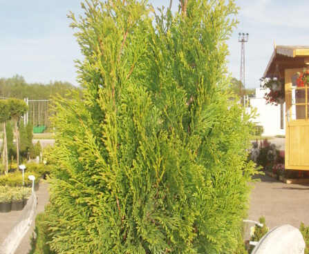 209_157_Thuja_occidentalis_Miky.jpg