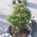 213_158_Thuja_occ.Teddy.jpg