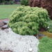 Tsuga_canadensis_kanada tsuuga