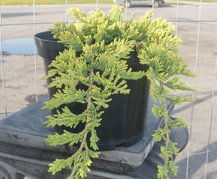 Juniperus horizontalis_Golden_Carpet roomav kadakas.jpg